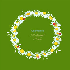 Fototapeta premium wreath with chamomile flowers and ladybugs. round frame with camomile wildflowers. card with daisy vector illustration