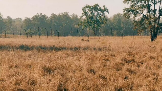 Wild male tiger walking alone in the forest of kanha national park or tiger reserve madhya pradesh india asia, Royal Bengal Tiger (Panthera tigris)