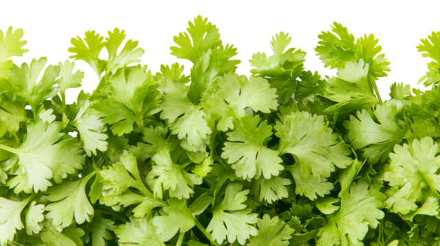 Fresh coriander leaves creating a vibrant green border on transparent background