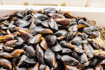 fresh mussels on a fish market counter