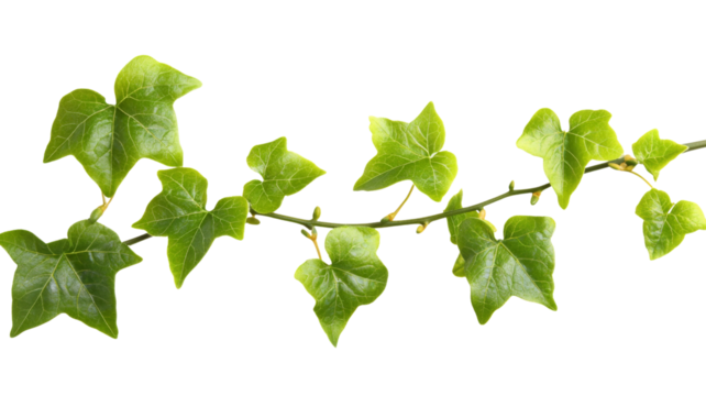 Fresh green ivy branch with transparent background