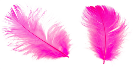 beautiful decorative pink set feathers isolated on a transparent background PNG.AI GENERATED