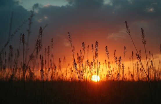 Silhouetted grass flowers against colorful sunset sky. Orange sun ball is setting on horizon line. Evening time warm dusk background. Pastoral idylli nature scene, scenic cloudscape.
