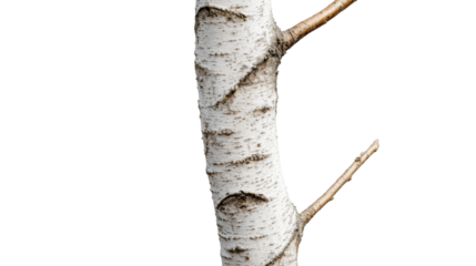 White birch trunk with branches on transparent background