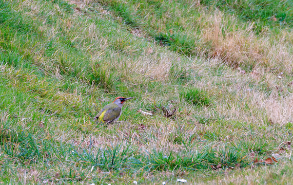 Pic vert, pivert dans le champ