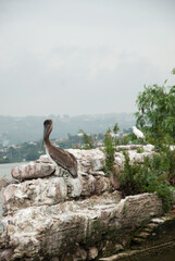 A brown pelican and a white seagull standing on a rock with some plants.