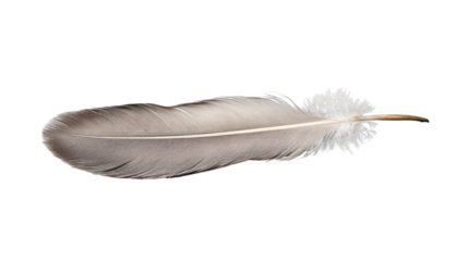 Real grey bird feather isolated on transparent background
