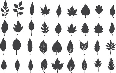 Obraz premium Elegant Silhouette Leaf Icons Set Collection Isolate on White Background