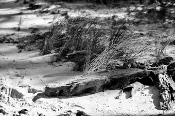 The sandy walking path on Ochlockonee Bay Florida
