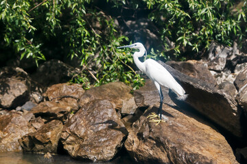 white egret in the Danube Delta in Romania.