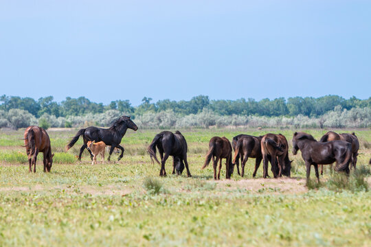 horses grazing in the field, letea forest, romania, danube delta