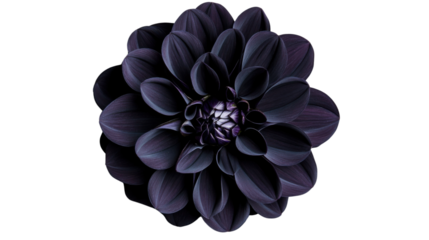 Dark purple dahlia flower blooming with transparent background