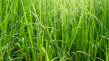 Rice plant background with soft warm light. Close-up green rice field texture for organic paddy, greenery, seasonal, harvest, farm, and tropical concepts. Texture background of growing rice plant.
