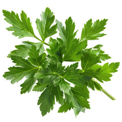 Fototapeta premium Fresh Celery Leaves Against White. Healthy Ingredient For Diet Food. 