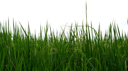 Fototapeta premium Rice plants in rainy season with dull sky after rain. Close-up top of rice field plants texture with copy space. Greenery, paddy, nature, sustainability and fresh leaves. Green leaf texture background