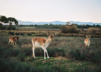 Naklejka premium Cute deers in the morning sun
