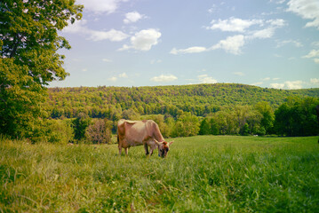 cow in mountain pasture