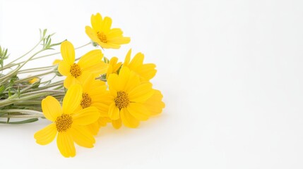 Obraz premium Yellow Daisy Bouquet Close-up Composition, White Background, Floral Concept, Spring Flowers Yellow flowers, Daisy