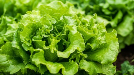 Vibrant Green Lettuce Close-Up Lush Foliage Texture, Organic Farming Concept, Macro Photography, Lettuce, Green Leaf Lettuce, Macro photography