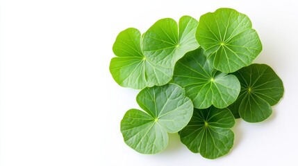 Green Leaf Cluster Flatlay Photography, Vibrant Green Hues, Natural Concept, Leaf Arrangement, Botanical Image leaf, flatlay