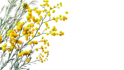 Minimalist High-Resolution Photograph of Vibrant Yellow Mimosa Flowers on Transparent Background