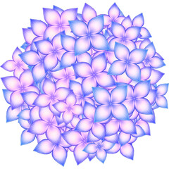 Hydrangea, flowers illustration 