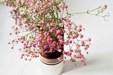 Pink gypsophilla flower in vase on white.