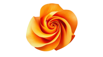 Orange rose blooming showing petals and transparent background