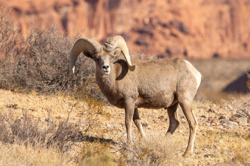 Desert Bighorn Sheep Ram in Valley of Fire State Park Nevada in Winter