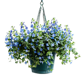 Hanging Pot With Blue Trailing Lobelia. Floral Decor, Garden Design.