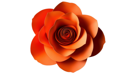 Orange paper rose blooming on transparent background