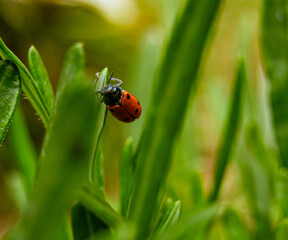 ladybug on green leaf