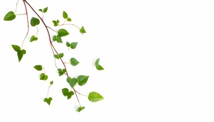 Obraz premium Green vine, delicate leaves, white background, botanical illustration, minimalist, nature study, fresh growth, twining plant, simple composition, isolated specimen, tender shoots