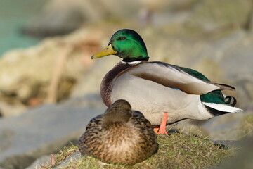 Anas Platyrhynchos aka wild or mallard duck couple on the bank of river. Common waterfowl bird in Czech republic.