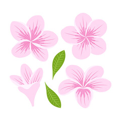 set of plumeria flowers and leaves