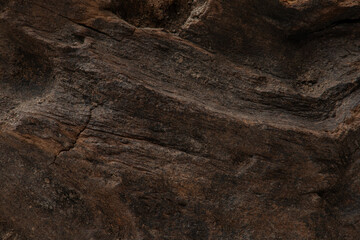 Macro texture of natural dry wood, oak