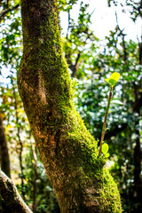 Obraz premium Exotic plants and trees in tropical forest