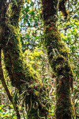 Fototapeta premium Exotic plants and trees in tropical forest