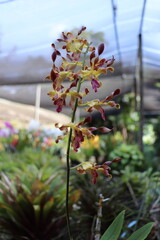 Exotic flowers in the nature