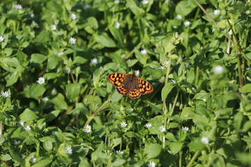 butterfly on a green leaf