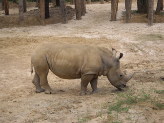 Obraz premium rhino in the zoo