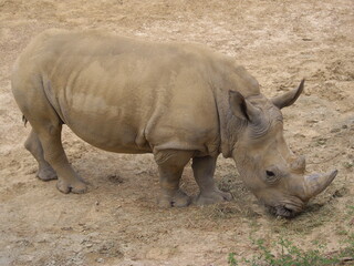 rhino in the zoo