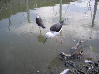 African birds feeding in water