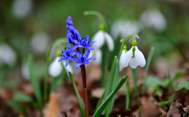   Scilla bifolia  1265