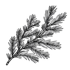 Vintage pine branch sketch engraving PNG with detailed black and white botanical illustration for classic nature design