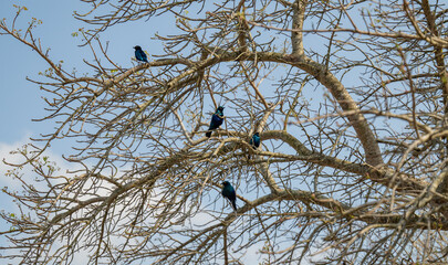 Kap-Glanzstar - Cape Glossy Starling im Busch vom Krüger National Park - Kruger Nationalpark Südafrika