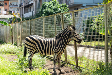 zebra at the zoo looking over the fence