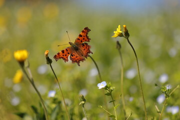 una farfalla polygonia su un fiore in primavera