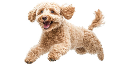 Joyful Doodle Dog Jumping with Curly Fur in a Playful Moment Captured in a High-Quality Stock Photo