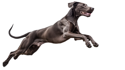 Majestic Great Dane Jumping Gracefully Through the Air Exuding Power and Athleticism in an Impressive Display